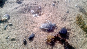 Coal dust near Great Barrier Reef worries scientists, environmentalists