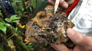 Aurania continues to advance Lost Cities - Cutucu project