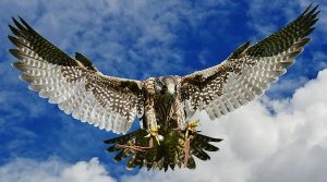 Falcon expands Wabunk Bay project in Ontario