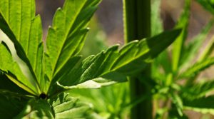 Miners face funding squeeze as green investing surges