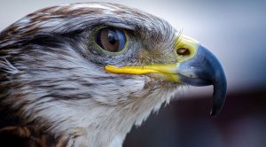 Falcon gets permit to drill at Central Canada project