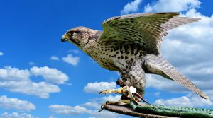 Falcon Gold to consolidate lands on Central Canada Belt