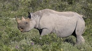 B2Gold produces special gold bar to help save Namibian rhinos