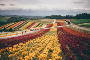 Barrick, Japan Gold expand exploration work