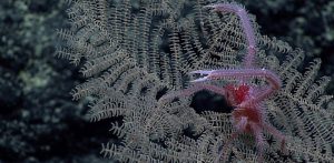 New coral species prized for mining potential