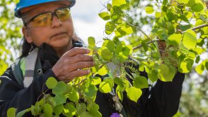 Worker at Gibraltar mine