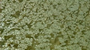 Lithium price rally accelerates in September