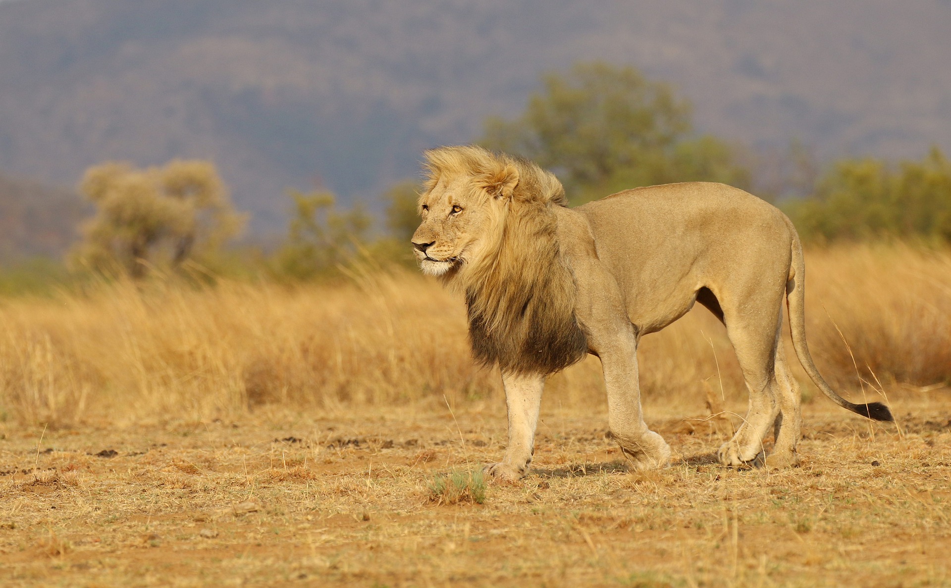 USDX, gold miners: the lion and the jackals