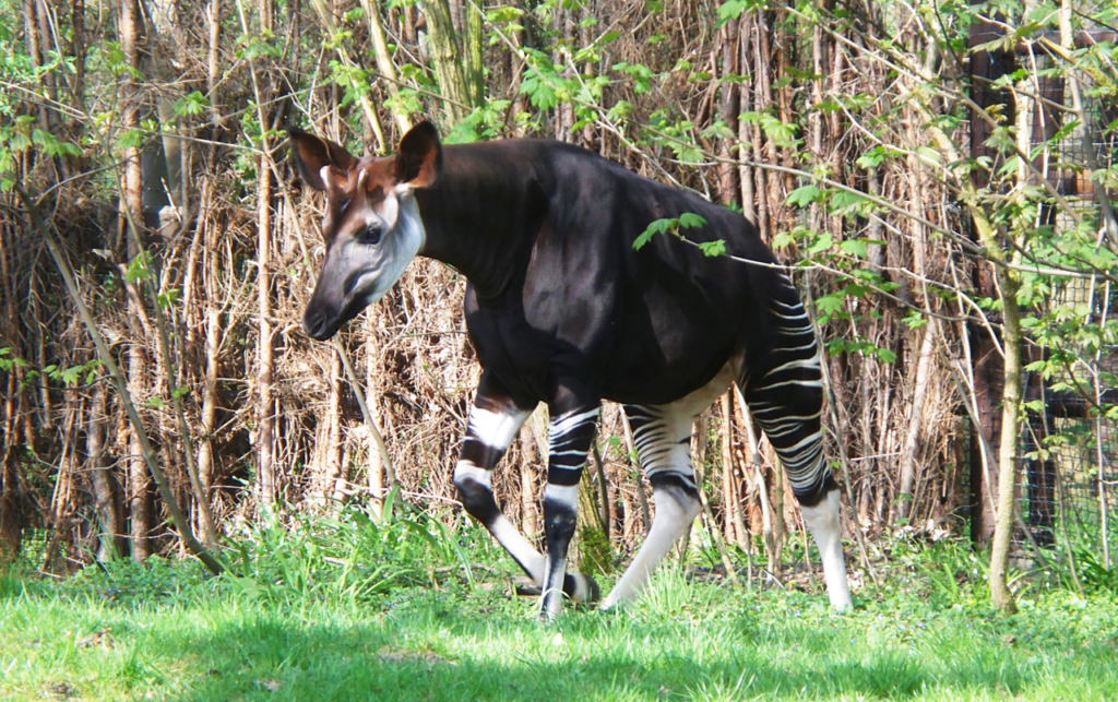 Congo seizes gold worth $1.9 million in Okapi Wildlife Reserve - MINING.COM