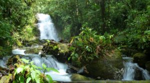 Canadian miner’s exploration activities in Ecuador forested area halted by Constitutional Court ruling
