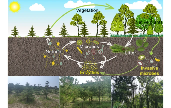 Compounds that promote vegetation diversity key to ecological restoration in open-pit coal mine dumps