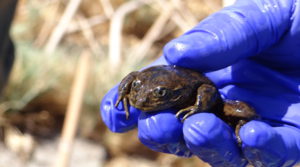 Antofagasta faces charges, fines for environmental breaches in Chile