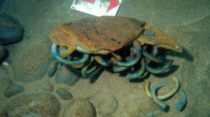 Some of the 313 manillas excavated by the Sociedad de Ciencias Aranzadi from a Flemish trader lost in 1524 off Getaria in Basque Country, northern Spain.