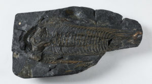 30cm long Paradoxides from Wales