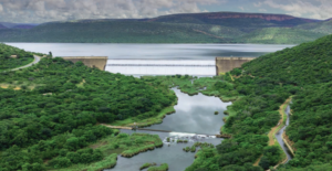 Anglo spinoff breeds fish to restock rivers after massive toxic spill