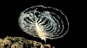 Study warns deep-sea mining waste threatens ocean life