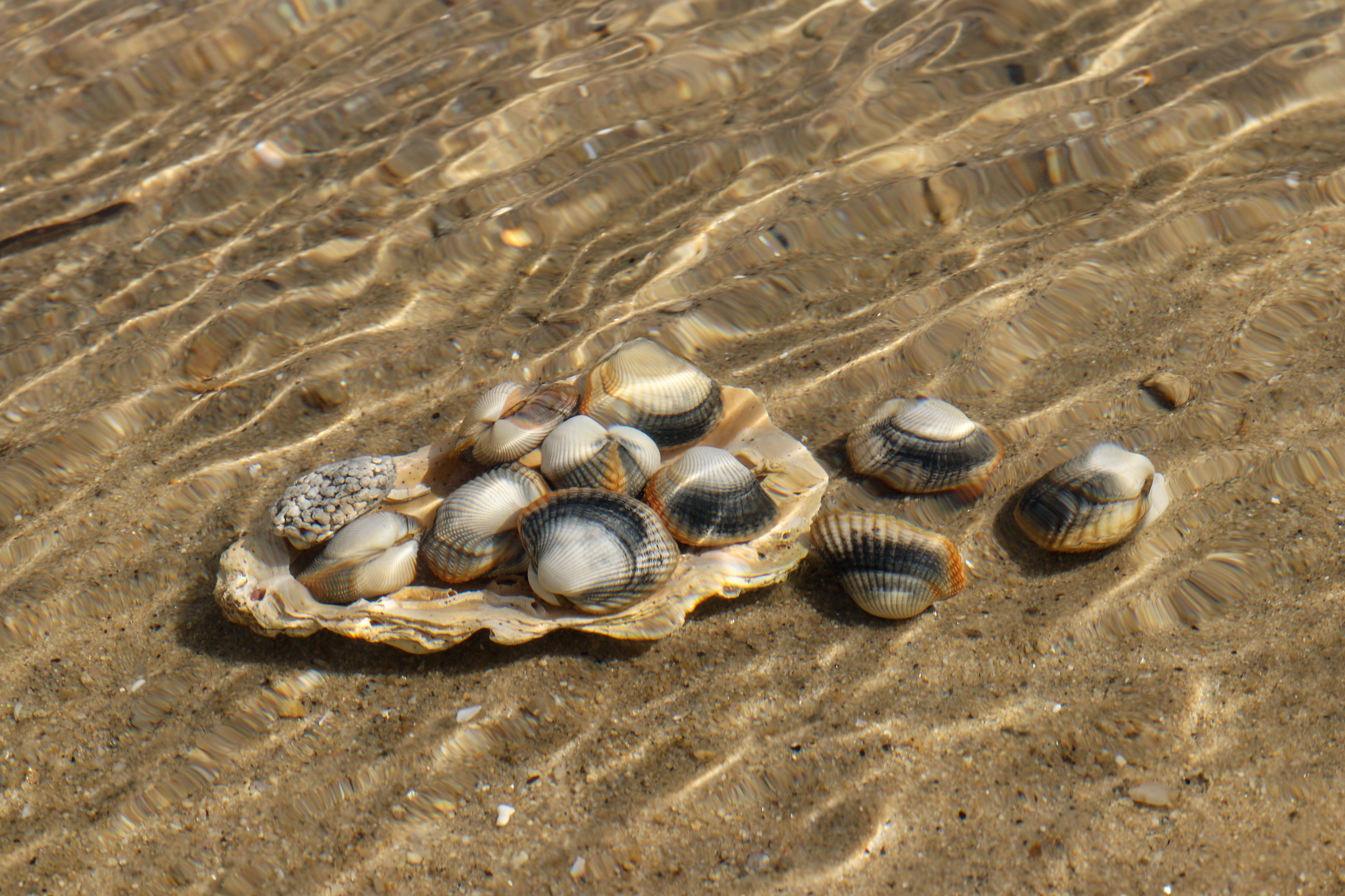 Deep-sea mining threatens molluscs holding promise for science, Red List shows