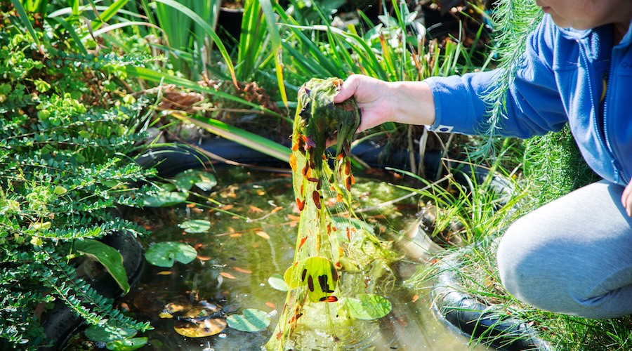 Algae breakthrough could double rare earth concentrations